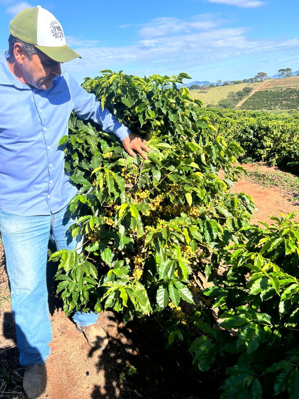 Coffee processing